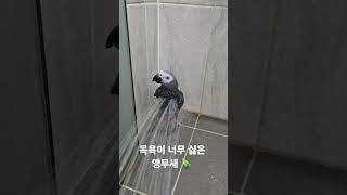 목욕이 너무 싫어 2탄. 목욕하는 앵무새  #parrot #앵무새 #birds #greyparrots #cute #회색앵무 #pets #동물 #animals