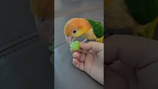 샤인머스켓 먹는 앵무새 #노란머리카이큐 #카이큐앵무새 #앵무새 #parrot #birds