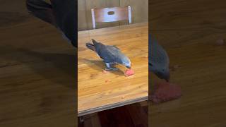 수박 먹는 앵무새 #구름이 #팀네회색앵무