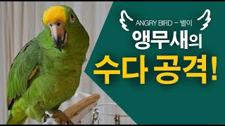 앵무새를 키우면 하루가 빨리 간다??? / 수다를 사람…