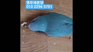 #앵무새 분양#퀘이커부양#010 2296 5701