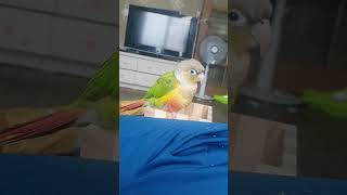 앵무새살구 기지게 펴는 살구띠 시원하니?ㅋ