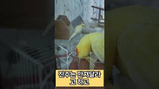 진주살구 역시! 다르시구먼요 #애완동물 #parrot #루티노퀘이커 #앵무새 #동물키우기 #birds #귀여운 #반려동물