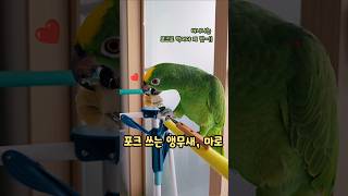 새가 포크를 쓸 줄 안다구⁉️ #아마존앵무새 #천재앵무…
