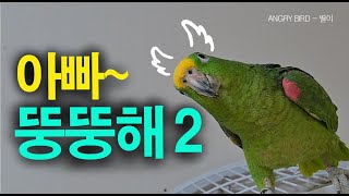 아빠 뚱뚱해 2 / 짧지만 아주 강력합니다 !! 조용~조용~ 막말을 던지는데 너무 귀여워요! / 앵무새가 개콘보다 더 웃기다!!  / 사람과 대화 가능앵무새 / ANGRY BIRD