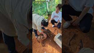 대부도브릭스포농장  돼지 앵무새 토끼 고양이  병아리 …