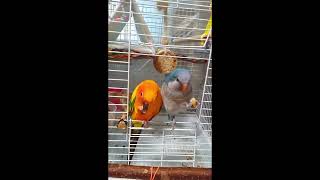 Parrot - Monk parakeet(muk) & Aratinga(Harry) #Shorts #앵무새 #썬코뉴어 #퀘이크