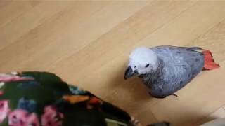 엄마가 있는곳은 어디든 가는 춘심이♡ 넘나귀엽♡♡♡