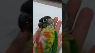 코뉴어 뒤집기 잘해요^^♡ 샤론패럿