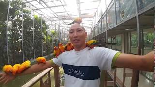 귀염둥이 태양황금앵무 썬코뉴어 앵무새 달라붙네 Psit…