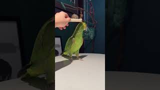 앵무새와 쌀보리놀이