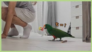 주인이 오자 반기는 앵무새의 행동