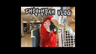 들어는 봤는가? 대형앵무새 VLOG ㅋㅋ(대둔산호텔 P…