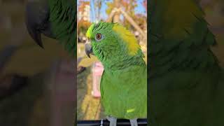 진짜리얼하게 웃네 #사람처럼 #아랑이 #아마존앵무새