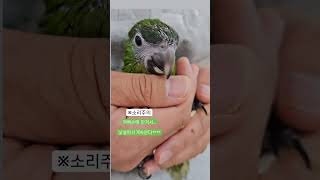 한스마카우 이유조