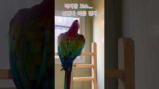애는 진짜 음악을 탑승함 #parrot #동물 #홍금강앵무새 #dance