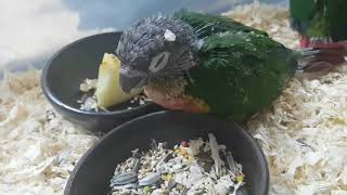 꿈에서 맛있는 거 먹는 중인 아가 코뉴어