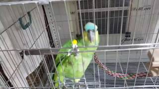 청모자아마존 '럭키'의 안녕하세요!