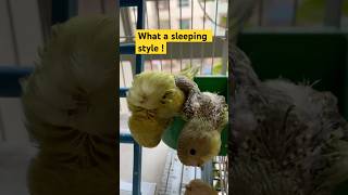 Sleepy babies #funny #birds #shorts #budgielove