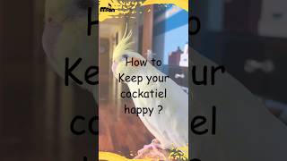Keeping Your Cockatiel Happy (And Not Boring)