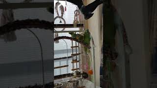 수미와 뽀미 ㅡ아마존 앵무