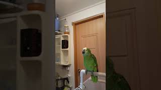 산토끼 부르는 앵무새