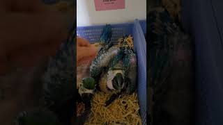 두드러기 올라왔던 아기 청금강, 잠투정하는 아기 한스마…