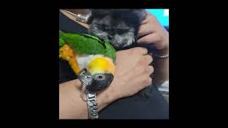 집에놀러온 카이큐에게 혼나는 코코ㆍ #말티푸 #폼스키 …