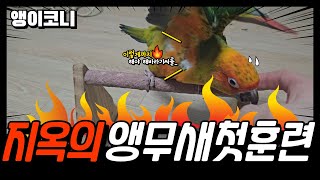 앵무새 훈련은 얼마나 걸릴까?