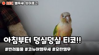 덩실덩실 춤추는 티코 #코뉴어 #앵무새 #모란앵무 #세…