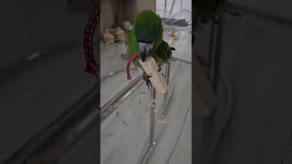 꽁패.앵무새.한스마카우.한나 나무 뜯뜯놀이.2024.4.9