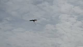 #아마존이큐와  하이브리드코카투의 자유비행