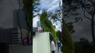 국군의 날 기념식 이모저모. 누가 앵무새를 올려 놓고 가셨네