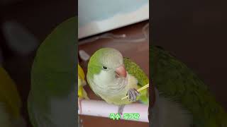 안 놓칠꺼야! #앵무새 #퀘이커 #국수 두가닥#국수#발스킬