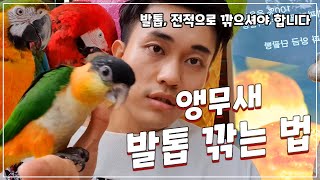 앵무새 발톱 깎는 방법 - 검은머리 카이큐