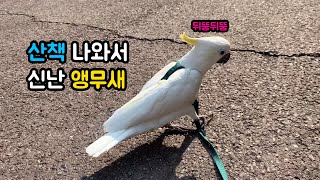 강아지 같은 앵무새 코카투! 산책 나오니 신나서 소리를…