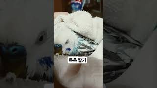 아따! 시원하다! @온아랑tv #목욕 #앵무 #딸기