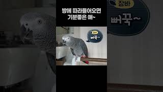 방에 따라들어오면 기분좋은 앵무새  회색앵무 잠바
