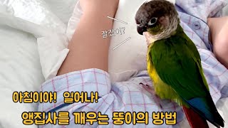 아침을 깨우는 코뉴어앵무의 말!말!말! #인사하는코뉴어…