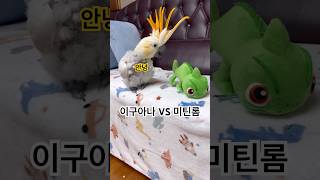 포브스 선정 [패대기 제일 귀엽게 치는 앵무새]