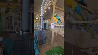 #포천아이랑갈만한곳#작은동물원#말하는앵무새가있는곳#사랑해#덤플링하는앵무새#해바라기씨좋아하는앵무새#나가려니까#아쉬운듯우리를쳐다보던앵무새#다음에만나러갈께#주파크