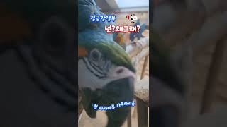 싸우지마!!!  홍금강앵무, 청금강앵무  #사천데이트코…