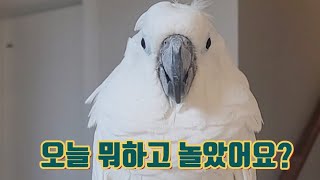 앵무새랑 대화를 해봤어요!! #중독성강함#귀여워주금#s…