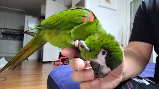 공서연(앵무새)한스마카우.뽐이 일상 대화