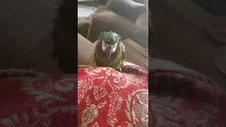Emmy the severe macaw I'm read…
