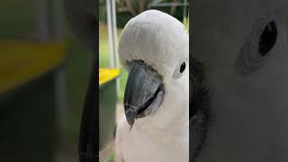 매일 아침 밥달라고 창문 두들기는 코카투