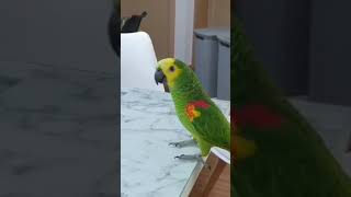 태양이와 권투시합! #아마존 #아마존앵무새