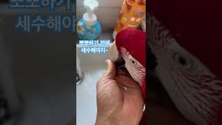 흥 해봐 흥! #홍금강앵무새 #parrot #세수#앵무…