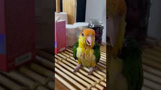 무얼 말하고 싶은거니~? #노란머리카이큐 #caique…