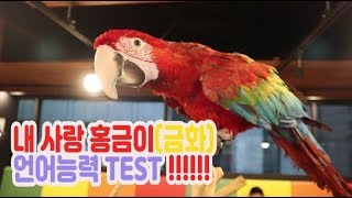 내사랑 마카우 홍금강 언어능력 TEST??